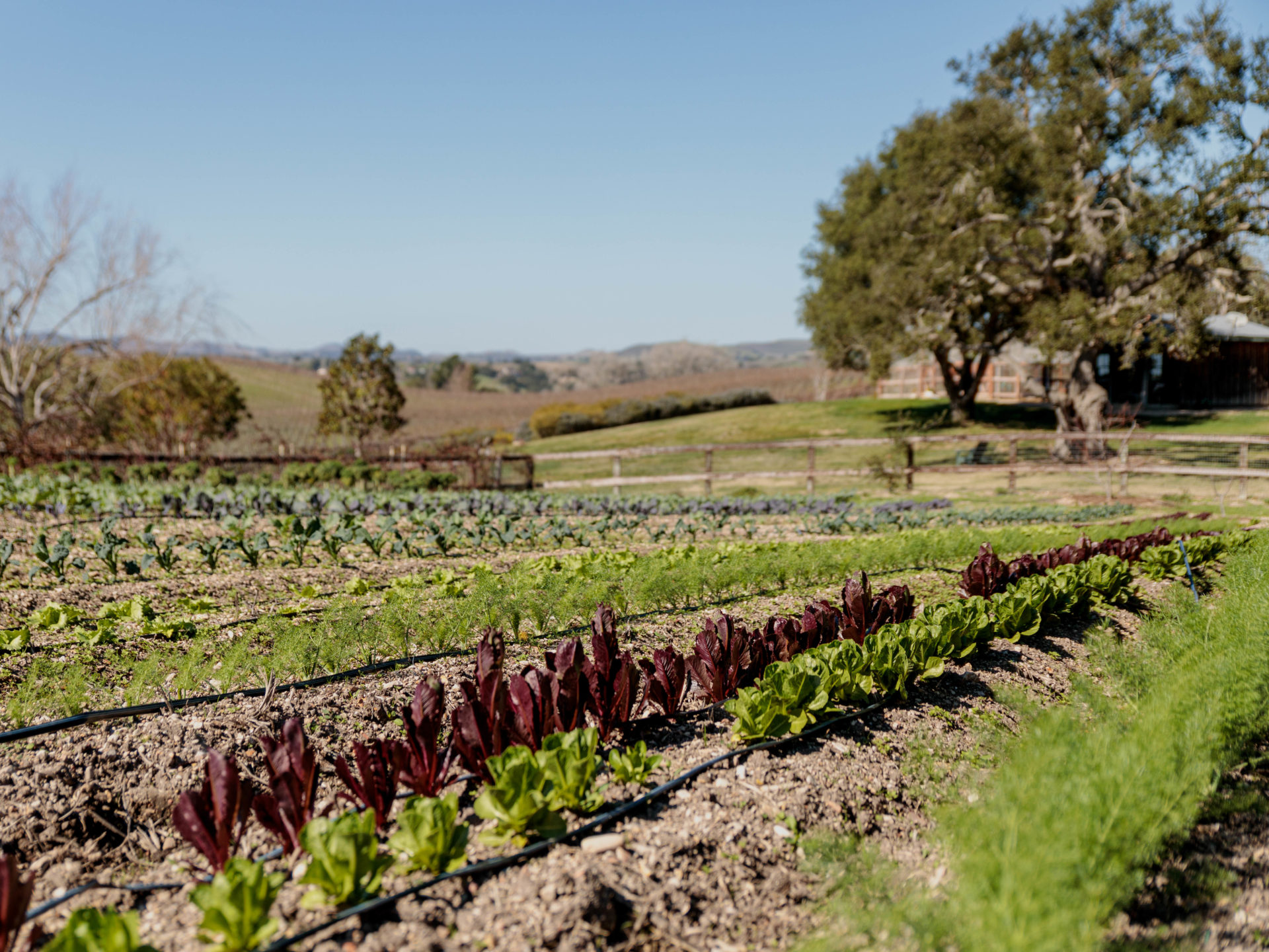 Three Days In The Santa Ynez Valley | California Home+Design